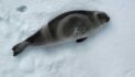 8 Fascinating Facts about Ribbon Seals