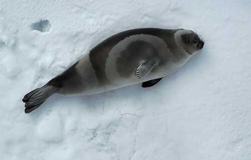 8 Fascinating Facts about Ribbon Seals