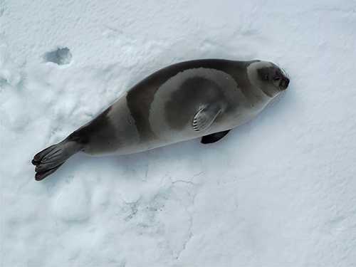 8 Fascinating Facts about Ribbon Seals
