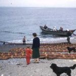 Dog-Alutiiq Word of the Week Photo: Dogs watching beach seiners in Karluk. Smith Collection, courtesy of Tim and Norman Smith.