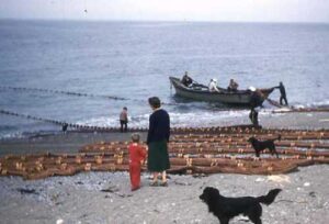 Photo: Dogs watching beach seiners in Karluk. Smith Collection, courtesy of Tim and Norman Smith.