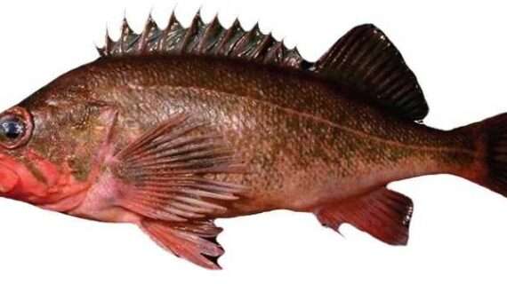 Innovative Technology Helps Scientists Better Estimate Ages of Long-Lived Rockfish