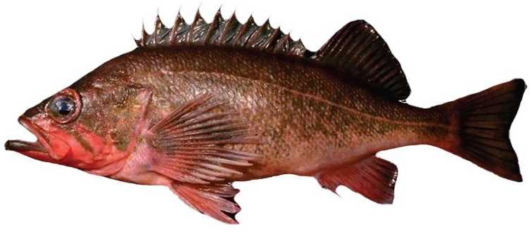 Innovative Technology Helps Scientists Better Estimate Ages of Long-Lived Rockfish