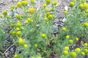 Photo: Pineapple weed growing in disturbed soil. AM628.
