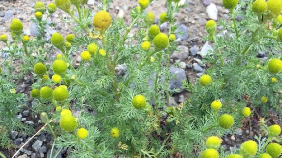 Pineapple Weed-Alutiiq Word of the Week