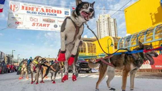 THE 2023 IDITAROD IS FINALLY HERE!