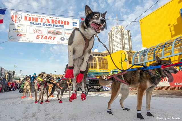 A Ramey Smyth dog jumps to go at the start line on 4th avenue during the ceremonial start of the 2019.