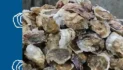 Revised oyster manual hits the shelves