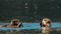 Oyster Farms Don’t Alter Sea Otter Fodder