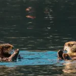 Two sea otters swim near an oyster farm in Kachemak Bay. Photo by Jessica Whitney/Alaska Sea Grant.