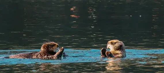 Oyster Farms Don’t Alter Sea Otter Fodder