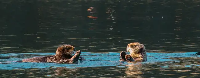 Oyster Farms Don’t Alter Sea Otter Fodder