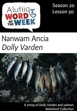 Dolly Varden-Alutiiq Word of the Week-June 10th
