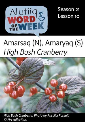 High Bush Cranberry-September 2nd