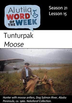 Moose-Alutiiq Word of the Week-July 3rd