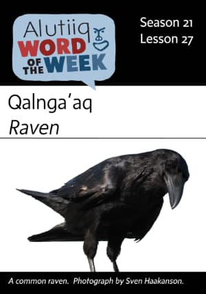 Raven-Alutiiq Word of the Week-December 30