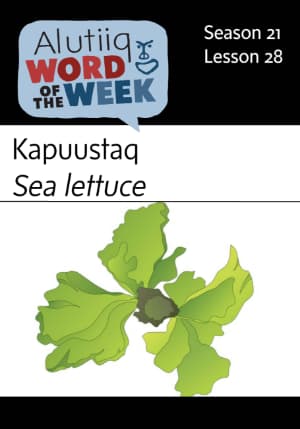 Sea Lettuce-Alutiiq Word of the Week-January 6th