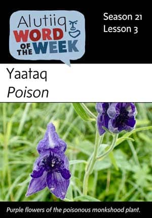 Poison-Alutiiq Word of the Week-July 16th