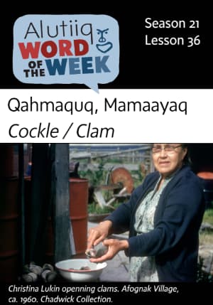 Cockle/Clam-Alutiiq Word of the Week-March 3rd