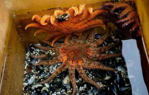 ‘The discovery of the decade’: Researchers have found the culprit behind sea star wasting disease