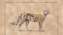 Ancient ‘cheetah’ adapted to a fish-based diet to survive