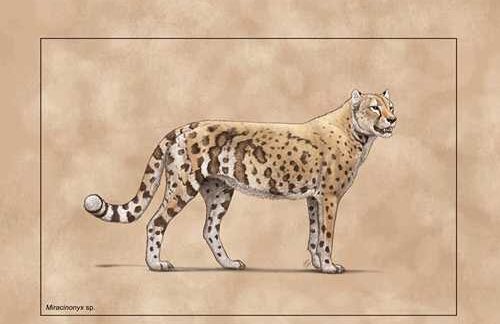 Ancient ‘cheetah’ adapted to a fish-based diet to survive