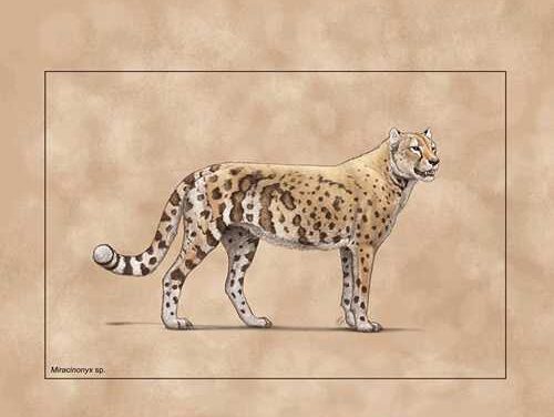 Ancient ‘cheetah’ adapted to a fish-based diet to survive