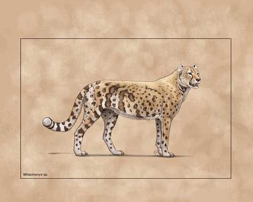 Illustration by Julius Csotonyi An American cheetah (Miracinonyx trumani).