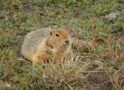 A snapshot in time: Ancient ground squirrel droppings, dating back 700,000 years, reveal rich details about evolutionary history of the Arctic