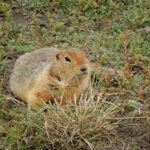 image: Researchers analyzed permafrost samples collected from ground squirrel burrows that span several glacial periods and can remain frozen and sealed for thousands of years.