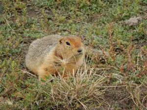 image: 

Researchers analyzed permafrost samples collected from ground squirrel burrows that span several glacial periods and can remain frozen and sealed for thousands of years.