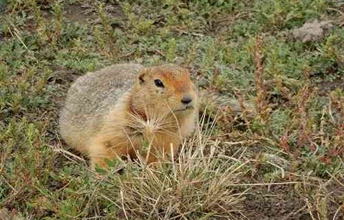 A snapshot in time: Ancient ground squirrel droppings, dating back 700,000 years, reveal rich details about evolutionary history of the Arctic