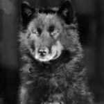 Balto, famous for 1925 Nome serum run. Public Domain