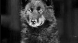 Alaska History-March 15th – Balto