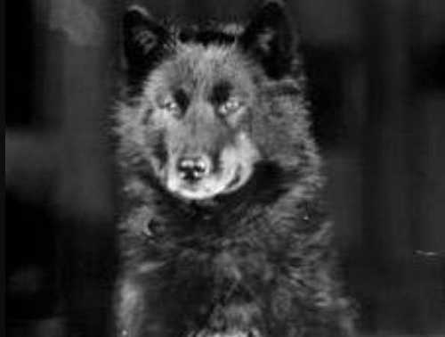 Balto, famous for 1925 Nome serum run. Public Domain