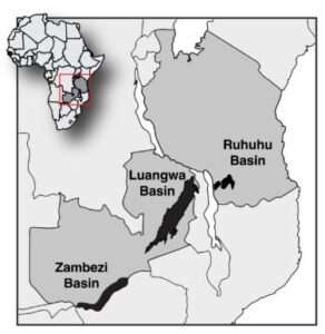 A map of Zambia and Tanzania in southern Africa showing the locations of the three basins visited by the team, the Luangwa and Mid-Zambezi basins in Zambia and the Ruhuhu Basin in Tanzania.Christian Sidor/University of Washington