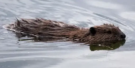 Shaping the science on beaver expansion