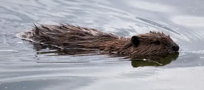 Shaping the science on beaver expansion