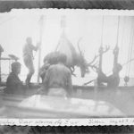 “Hoisting Deer aboard the Bear, Siberia, Aug 28th 1891.”; no photo number; photographer unknown. USCG Photo