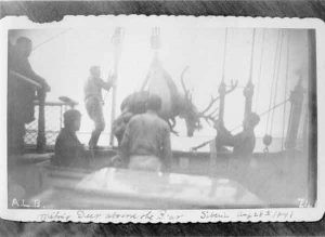 “Hoisting Deer aboard the Bear, Siberia, Aug 28th 1891.”; no photo number; photographer unknown. USCG Photo