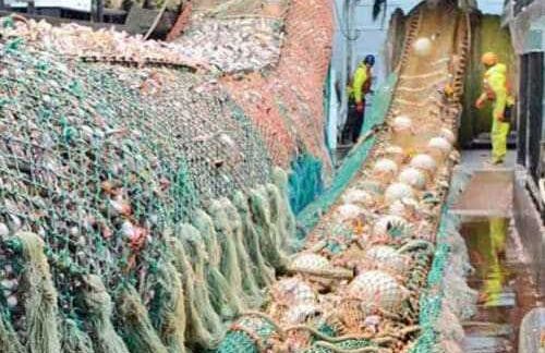 Board of Fisheries could stop trawl bycatch in little-known Prince William Sound trawl fishery