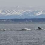 UW researchers decipher beluga calls to bolster conservation efforts Cook Inlet belugas swimming in northern Cook Inlet, near Anchorage, Alaska. Photo: Arial Brewer