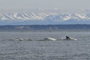 Cook Inlet belugas swimming in northern Cook Inlet, near Anchorage, Alaska. Photo: Arial Brewer
