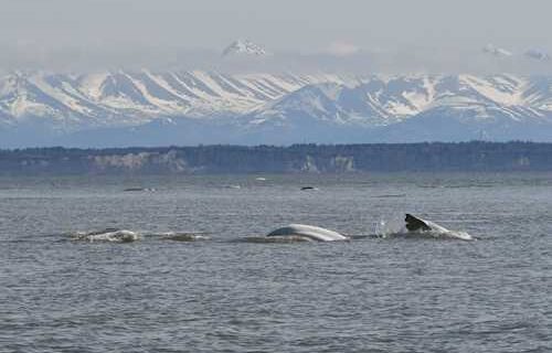 UW researchers decipher beluga calls to bolster conservation efforts