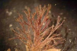 Examples of this species of invasive bryozoan, Bugula neritina, have been discovered near Ketchikan. Photo by Melissa Frey, Royal British Columbia Museum.