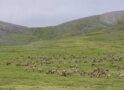 How do Alaska animals sleep in the summer?