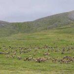 Caribou
