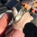 Photo by Benjamin Rich/USFWS A pair of juvenile Chinook salmon emerge from the stomach of a northern pike caught on the Deshka River in Southcentral Alaska.