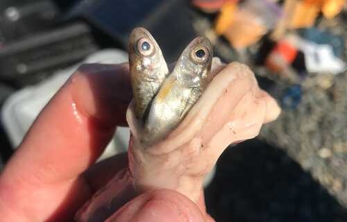 Pike eat more as water warms, threatening native species