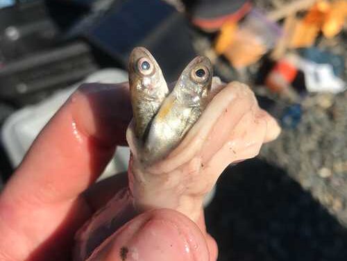 Pike eat more as water warms, threatening native species